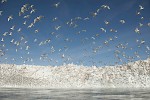 Eqi Glacier, Greenland