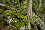 Bavarian Forest, Germany