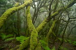 La Gomera, The Canary Islands