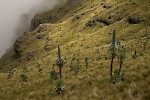 Semien Mountains, Ethiopia