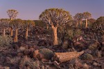 Kalahari, Namibia