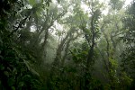 Mata Atlantica, Brasil