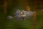 Pantanal, Brasilien