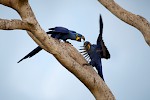 Pantanal, Brasil