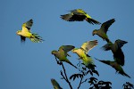 Pantanal, Brasilien