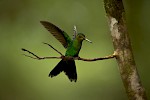 Bosque Eterno de los Ninos, Costa Rica