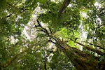 Monteverde, Costa Rica