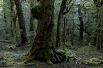 Cradle Mountain NP, Tasmanien