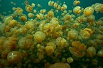 Jellyfish Lake, Palau