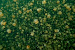 Jellyfish Lake, Palau