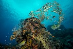 Raja Ampat, Indonesien