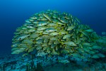 Raja Ampat, Indonesien