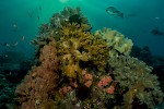 Raja Ampat, Indonesien