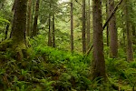 Great Bear Rainforest, Canada