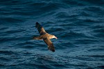 Antarctic Ocean, South Georgia