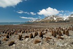 St. Andrews Bay, South Georgia