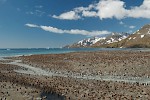 St. Andrews Bay, South Georgia